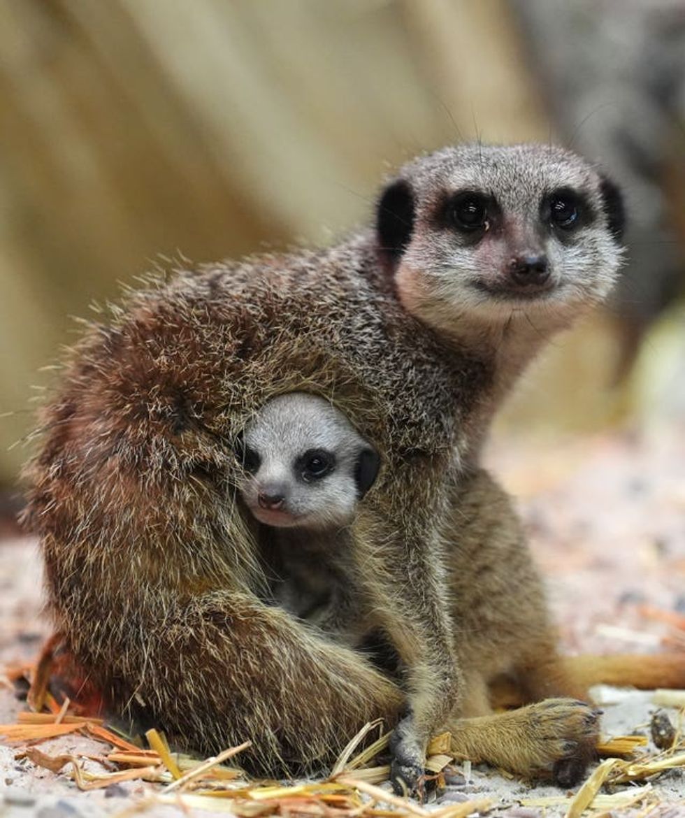 Meerkat pups at Blair Drummond Safari Park