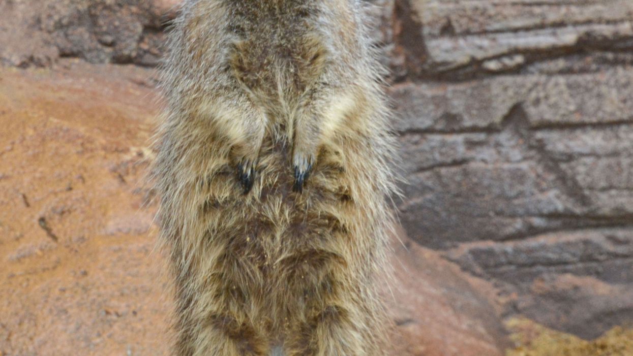 Meerkat