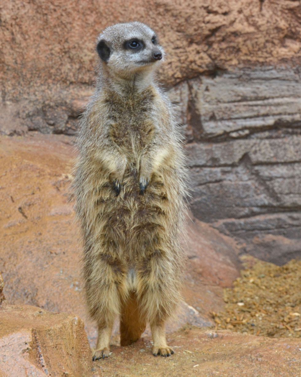 Meerkat