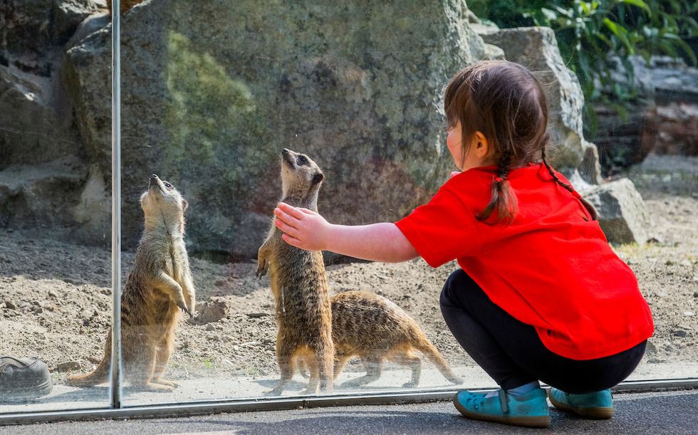 Meerkat enclosure to be built at children’s hospital