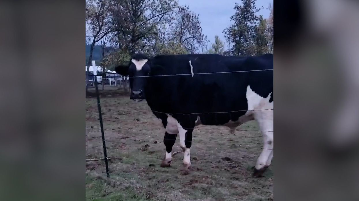 6ft 3in 'Romeo' applies to be named as 'world's tallest cow'