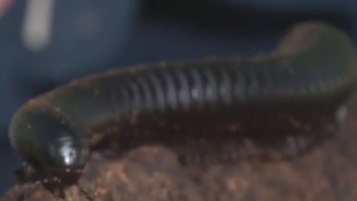Scientists discover giant millipede the size of a car