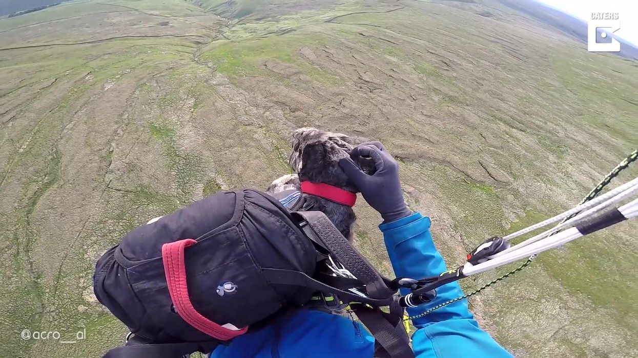 This adventurous miniature schnauzer has found a new love of paragliding
