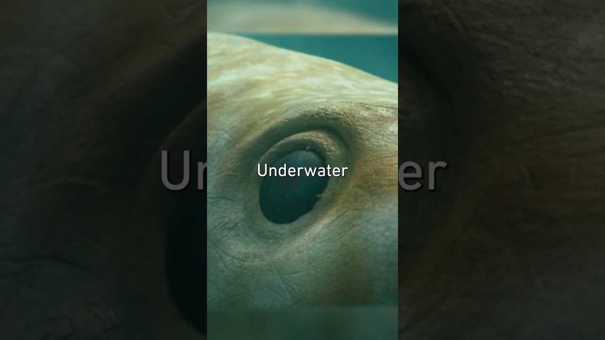 This ancient signal just unearthed what the first animal ever actually looked like