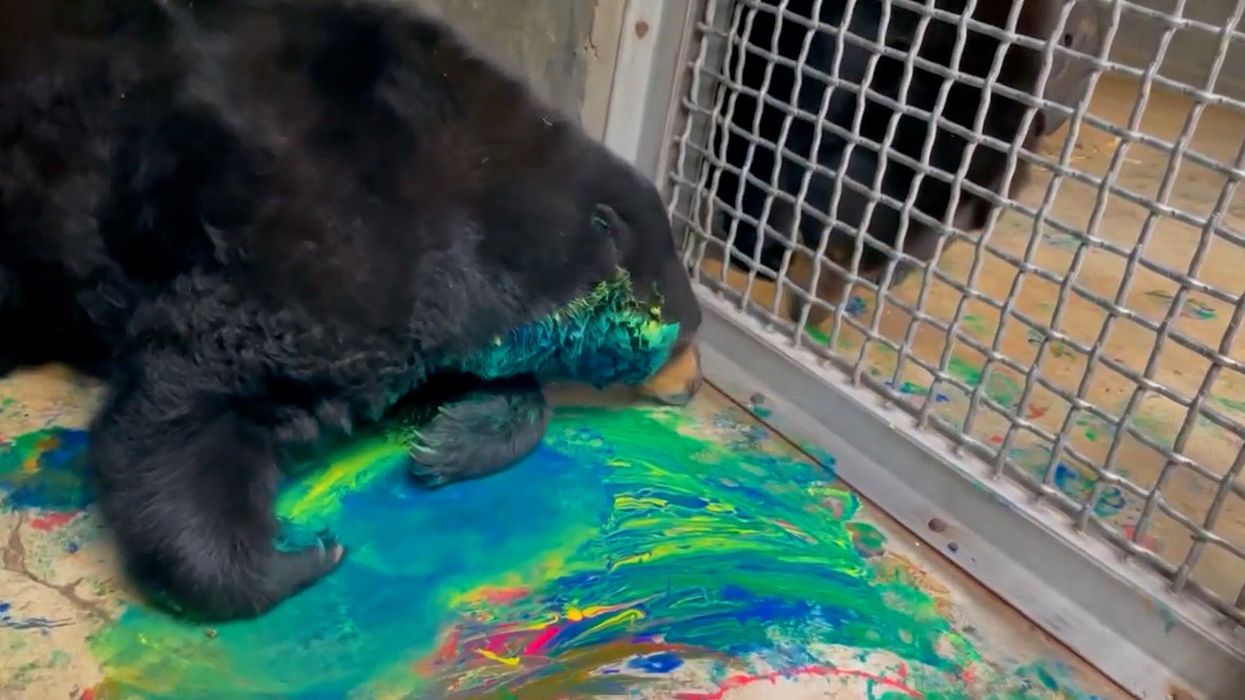 Talented orphan black bear paints abstract art masterpieces