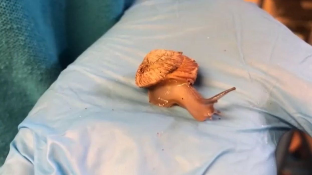 Snail taken over by parasite turns into a colourful ‘zombie’