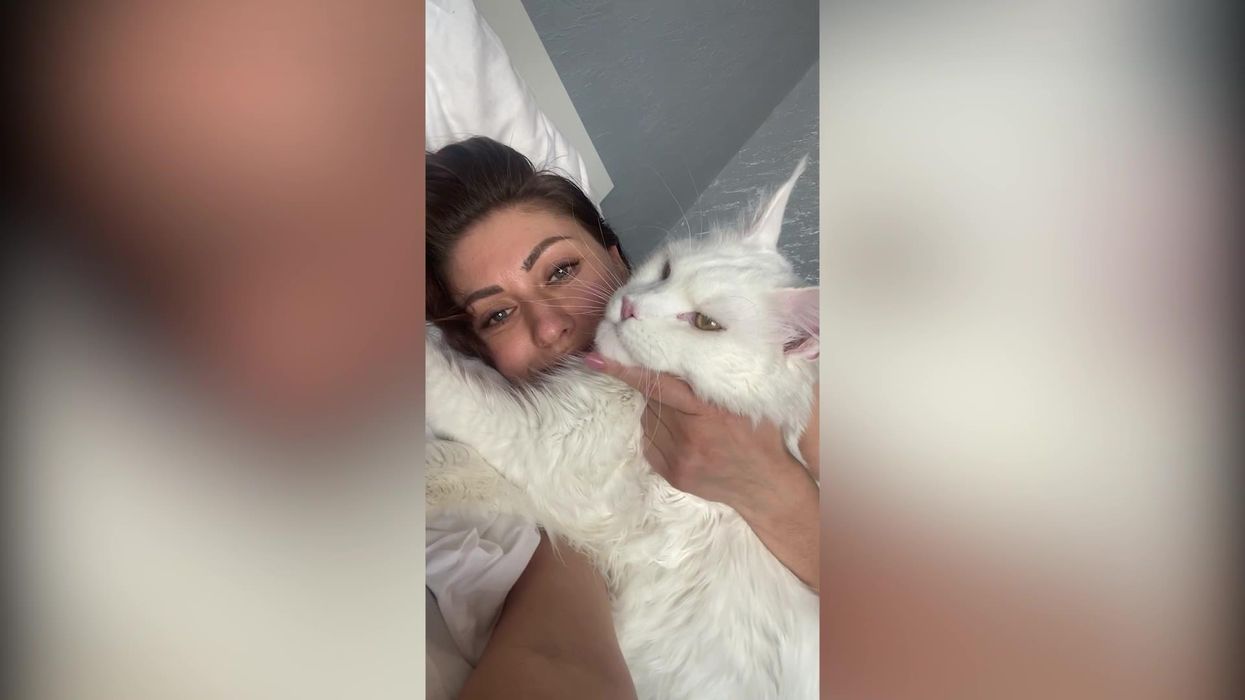 Massive cat is so big it is often mistaken for a dog