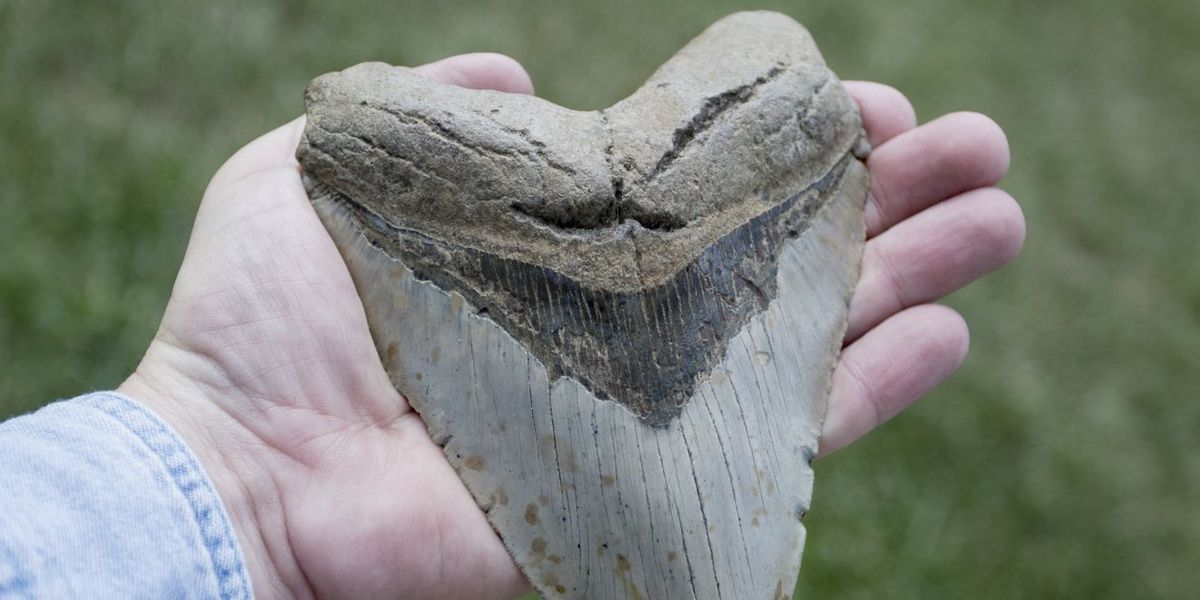 Divers discover Megalodon teeth in flooded cave in Mexico | indy100