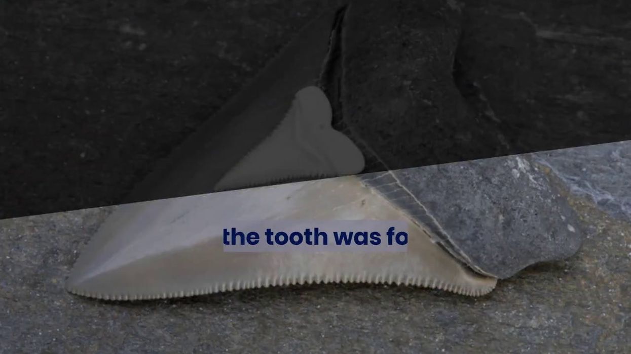 Divers discover Megalodon teeth in flooded cave in Mexico