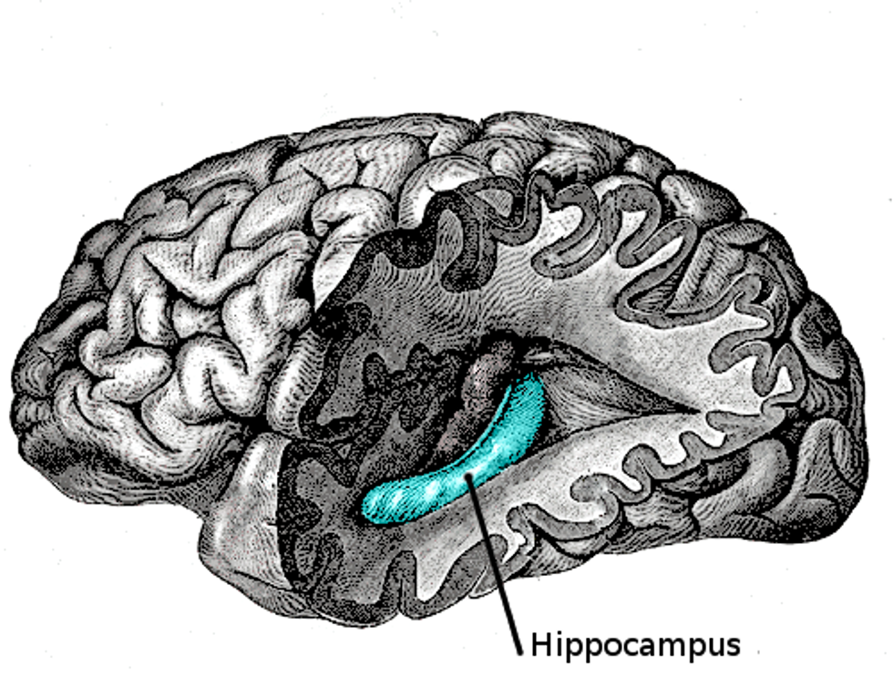 Memory editing happens in the hippocampus, updating recollections with fragments from current experiences