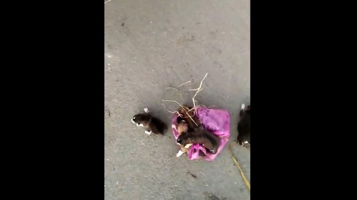 Pitbull rescued from fire is fostered by the firefighter who saved him