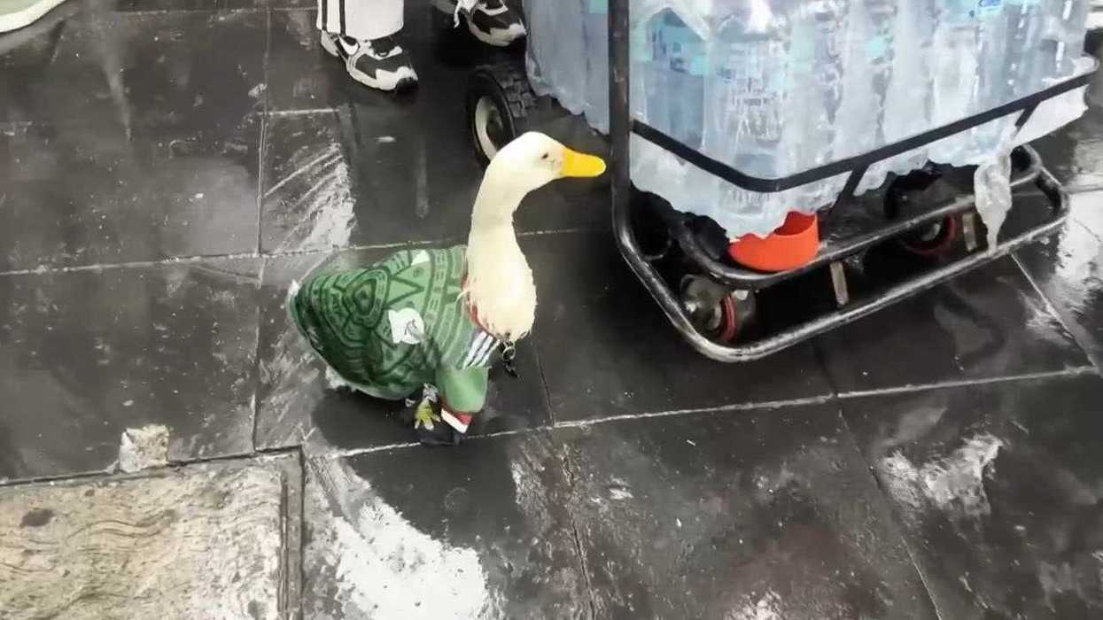 Merlin the duck becomes Mexico's viral World Cup mascot