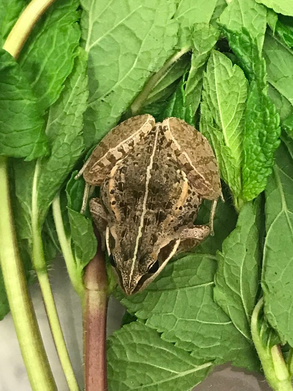 Frog makes 6,000-mile trip from Africa in bag of mint