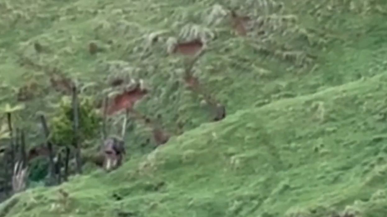 Missing children spotted in New Zealand three years after disappearance