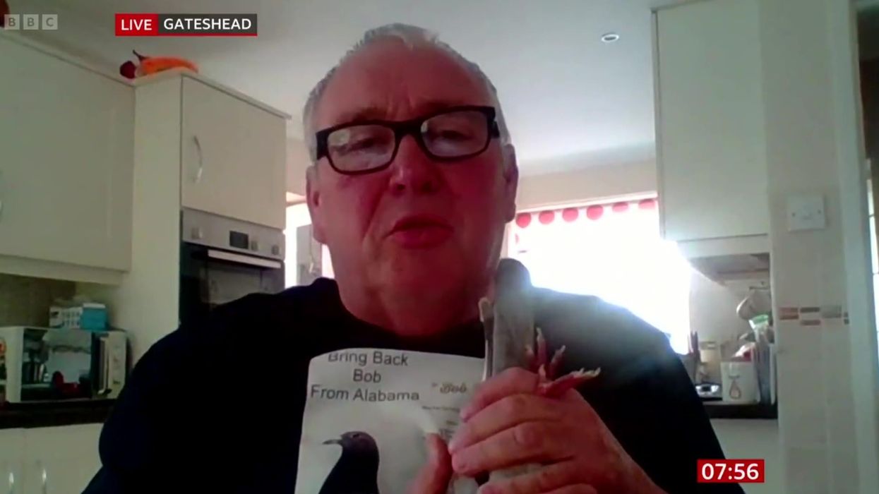 Missing pigeon returns home to Teesside after flying 4,000 miles to Alabama