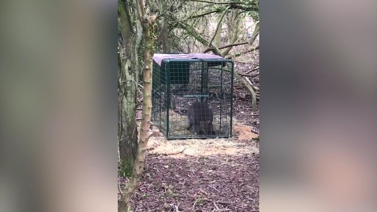 Missing wallaby finally caught after three weeks on the run in British countryside