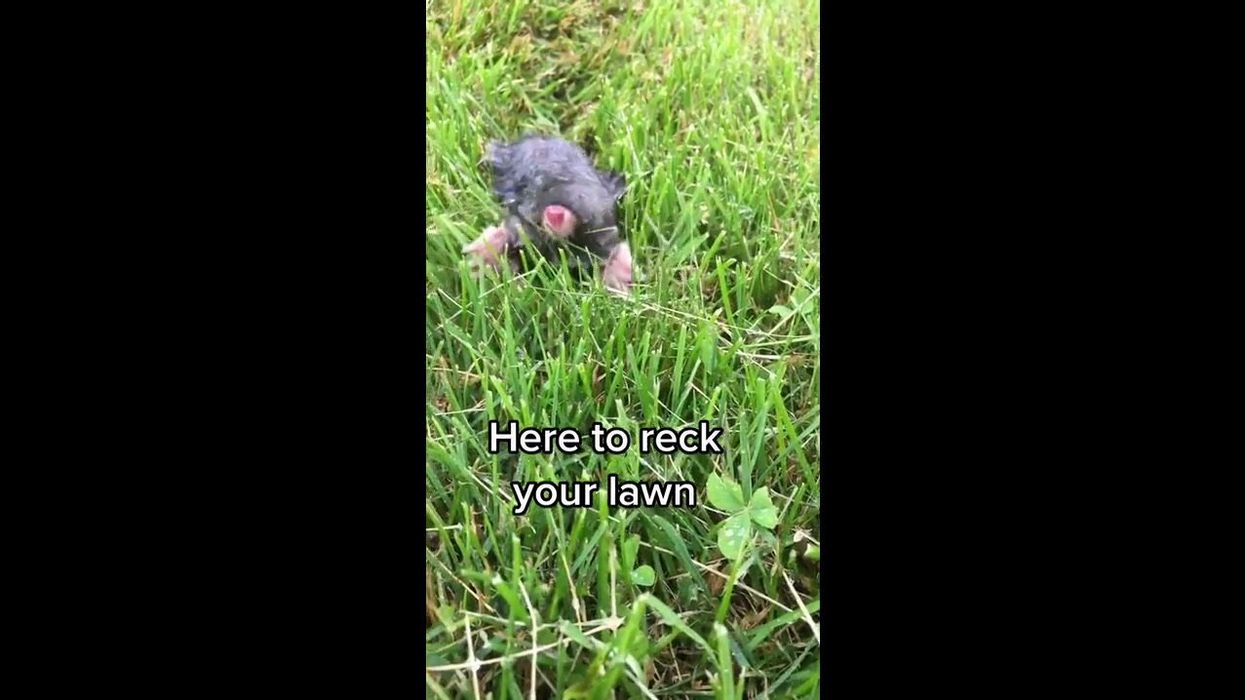 Man sparks debate after spotting his neighbour hoovering his grass