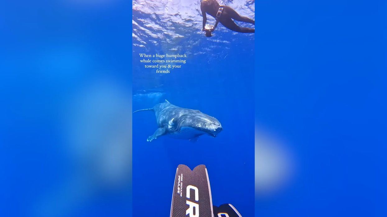 Moment curious 30-foot humpback whale approaches shocked diver