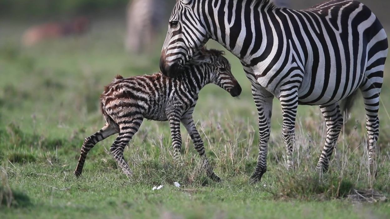 Scientists have finally discovered why zebras have stripes