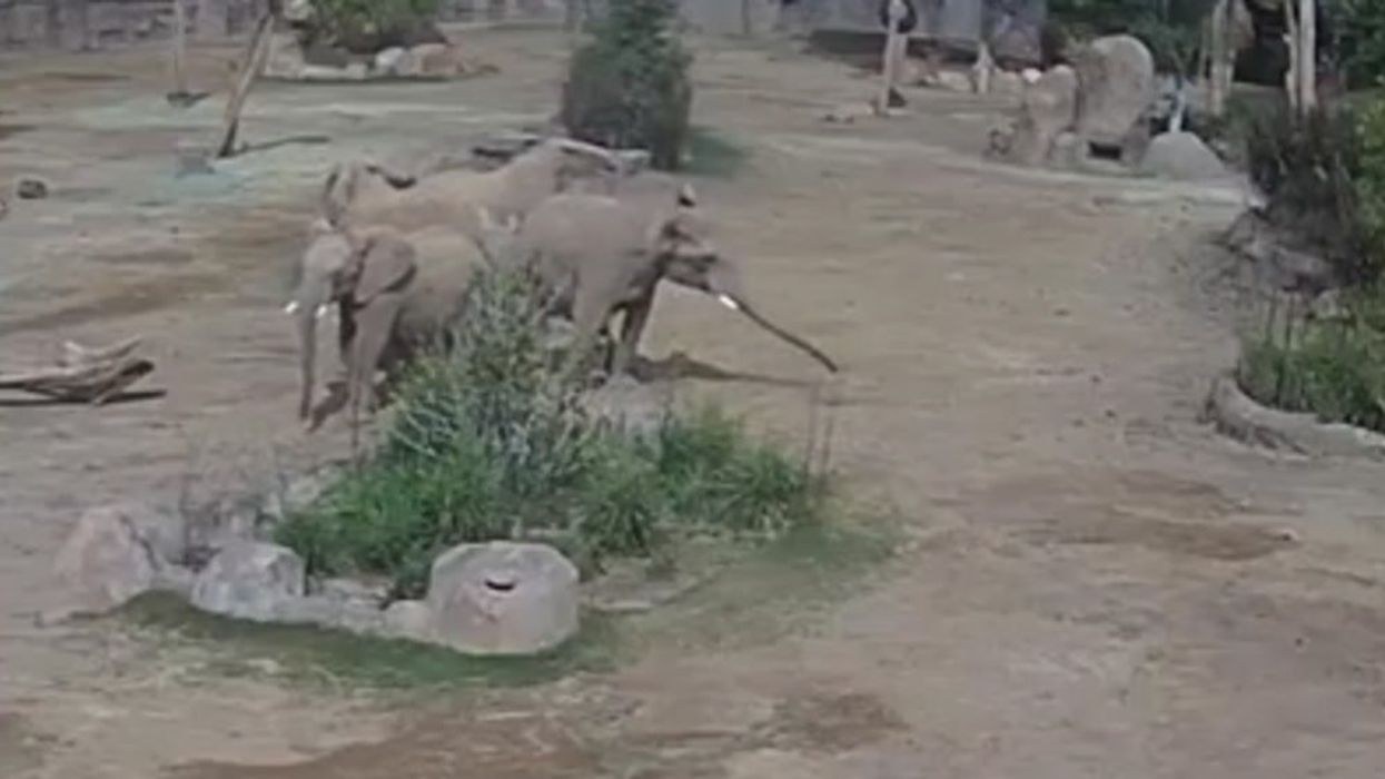 Elephants rush to protect their young during earthquake at San Diego Zoo