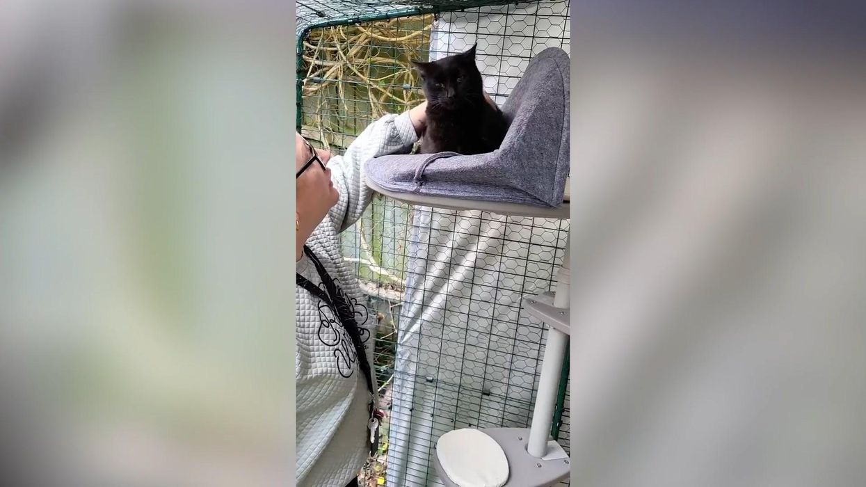 Adorable moment woman reunited with pet cat six years after it went missing