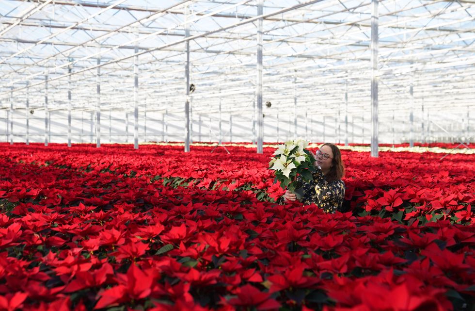 Grower produces rarer white variety of poinsettia house plant