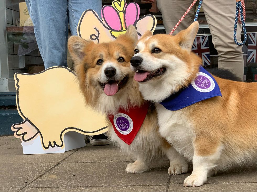 Revellers celebrate ‘unifying’ Queen with corgis and Elvis impersonator