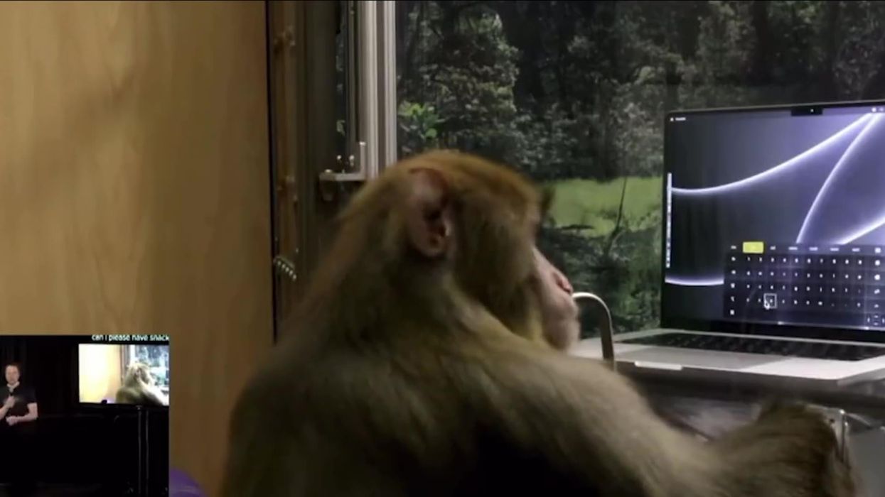 Elon Musk's Neuralink shares footage of monkey 'telepathically' asking for snacks