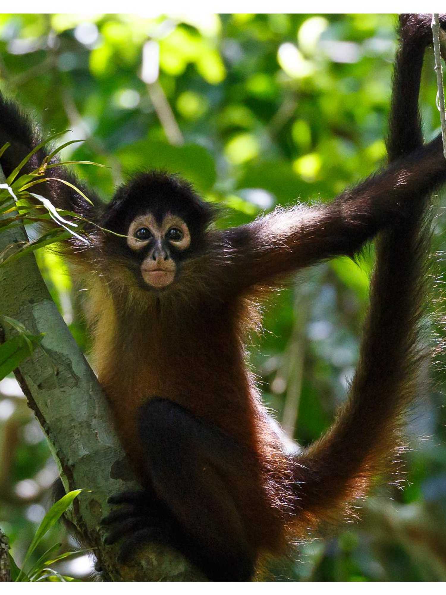 Monkey killed in Mexican drug shootout remembered in a song