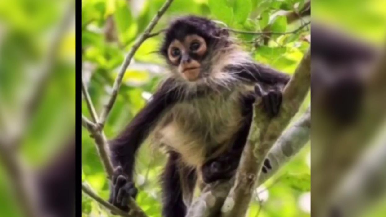 Monkey dubbed 'El Chango' who was killed in a Mexican drug shootout remembered in a song