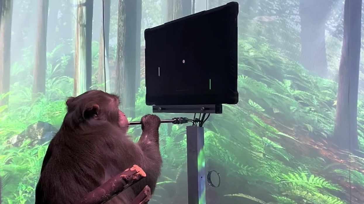 Monkey appears to 'telepathically' type using Elon Musk's Neuralink