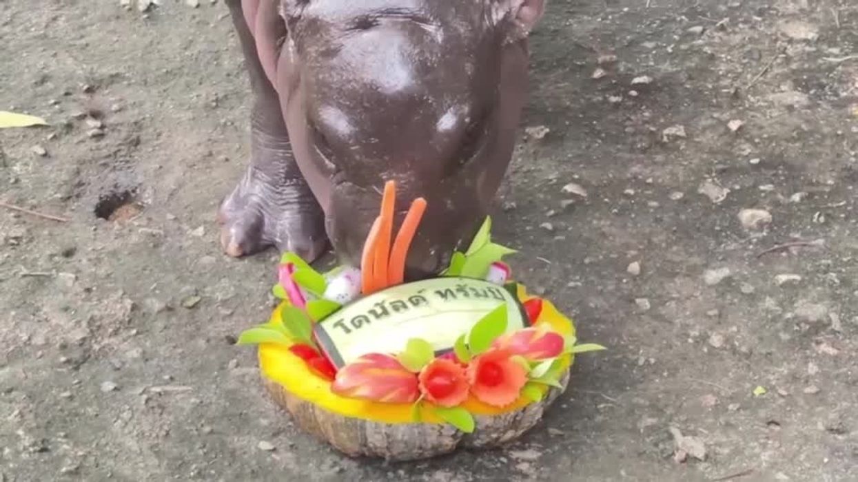 Moo Deng inspires 'hippo holidaying' travel trend as viral sensation turns one