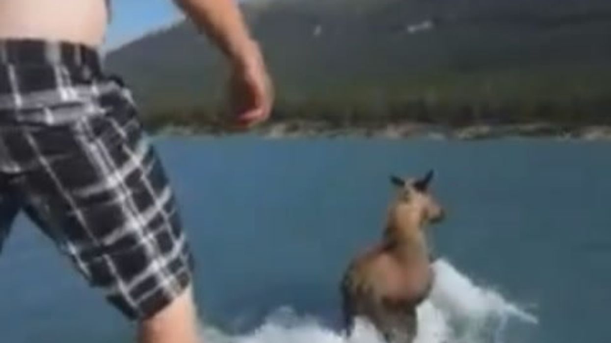 Viral moose running on water video explained