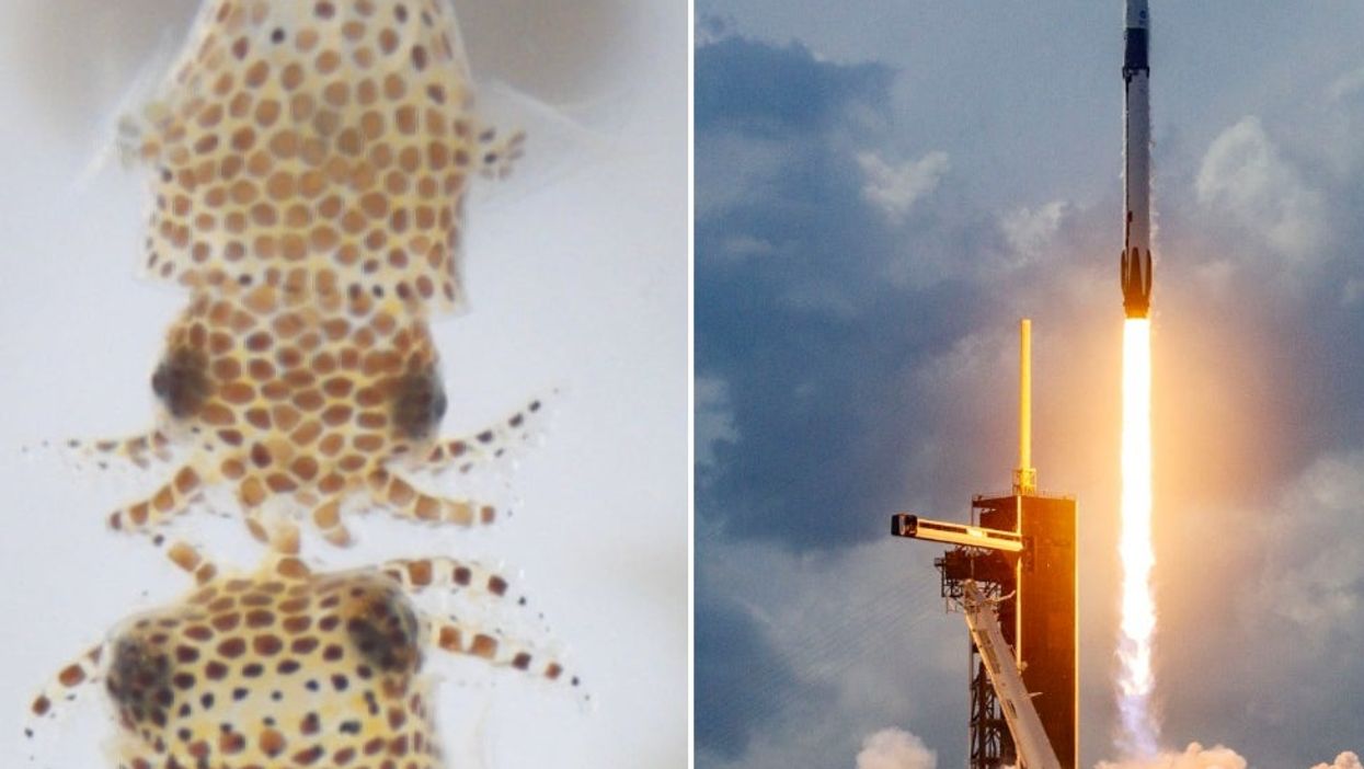 <p>More than 100 baby squid are going into space today</p>
