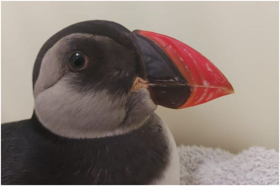 More than 100 puffins were found dead or injured on beaches in the north of Scotland last month (SSPCA/PA)