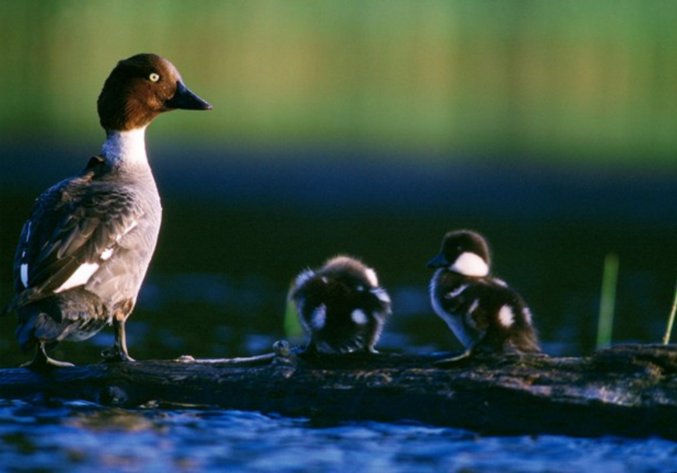 Ducklings provide welcome boost to goldeneye population