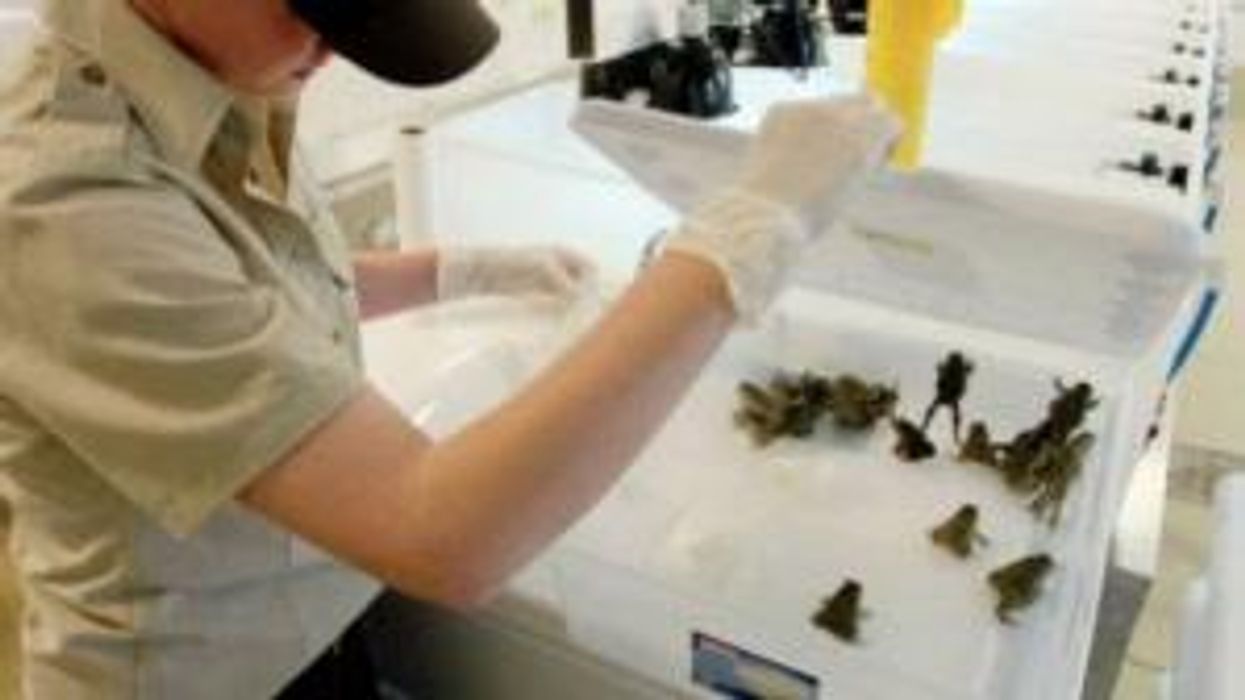 National Park Service begs Americans to please stop licking the toads