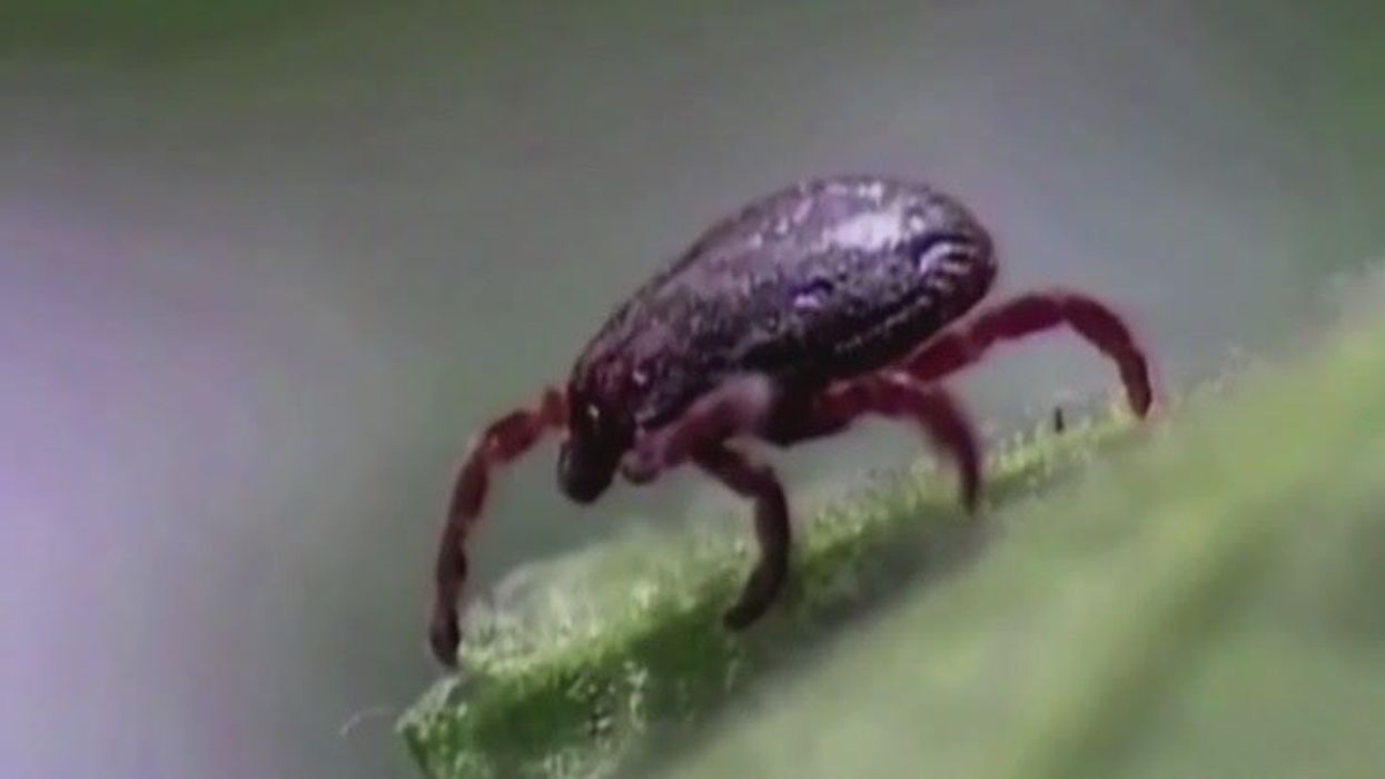 New virus carried by ticks discovered in China which can invade the brain