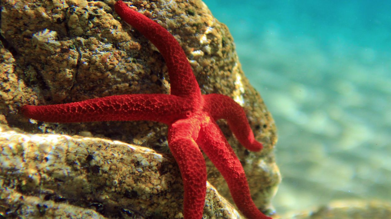 <p>Most beautiful mediterranean sea star underwater photo</p>