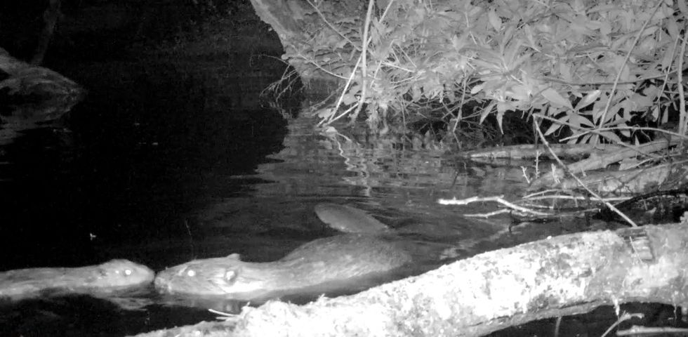Mother and kit beaver caught on camera (National Trust/PA)