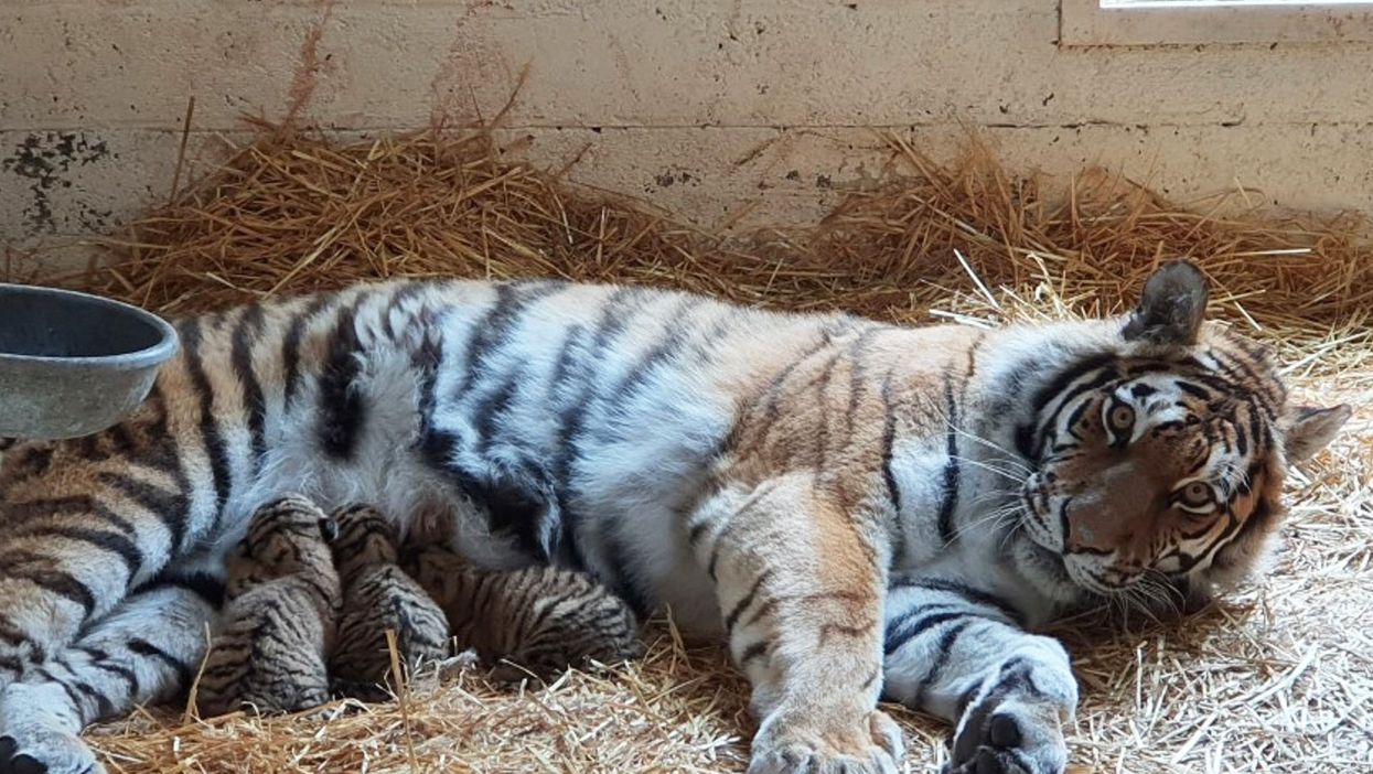 Mother and tiger cubs