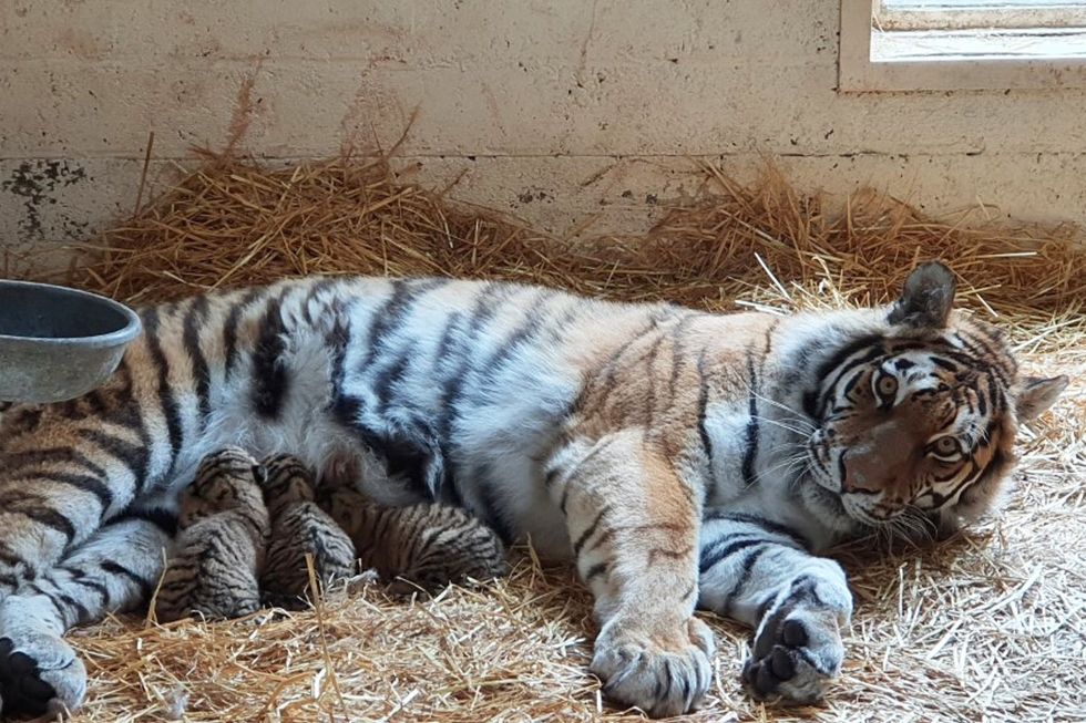 Mother and tiger cubs
