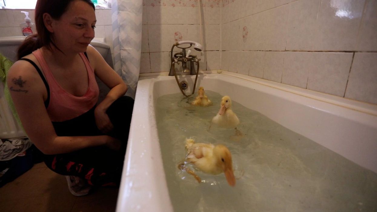 Morrisons £2.80 eggs hatch and become family pet ducks