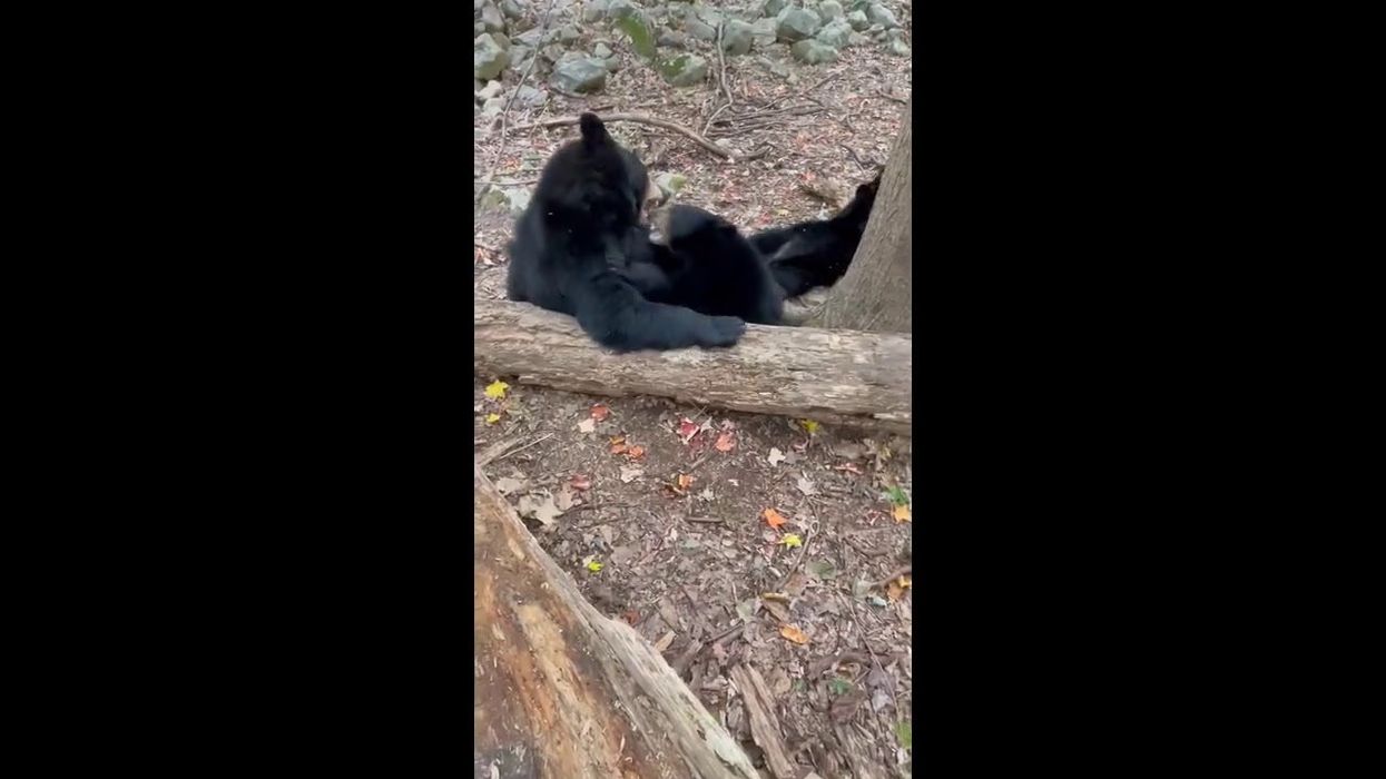 Please don't sacrifice your friend to survive a bear attack, US govt pleads