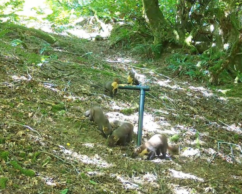 Mother pine marten and four youngster gather around food bait station in the dappled woodland sunshine