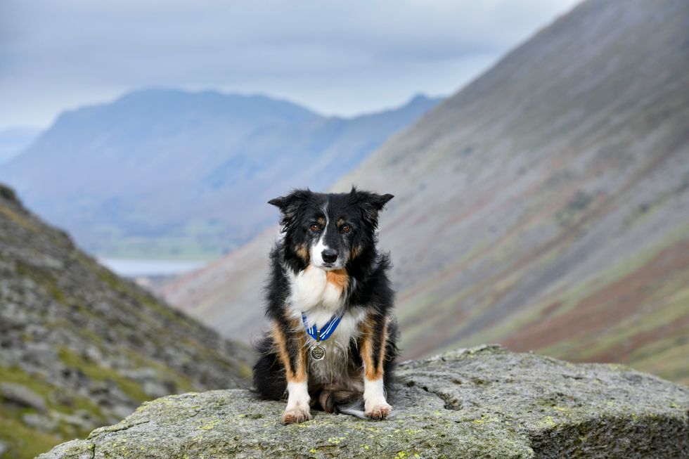 Mountain Rescue dog honoured for 11 years of service