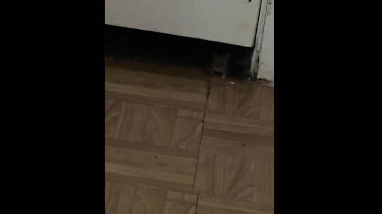 Scientists discover 27 never-seen-before species on groundbreaking expedition