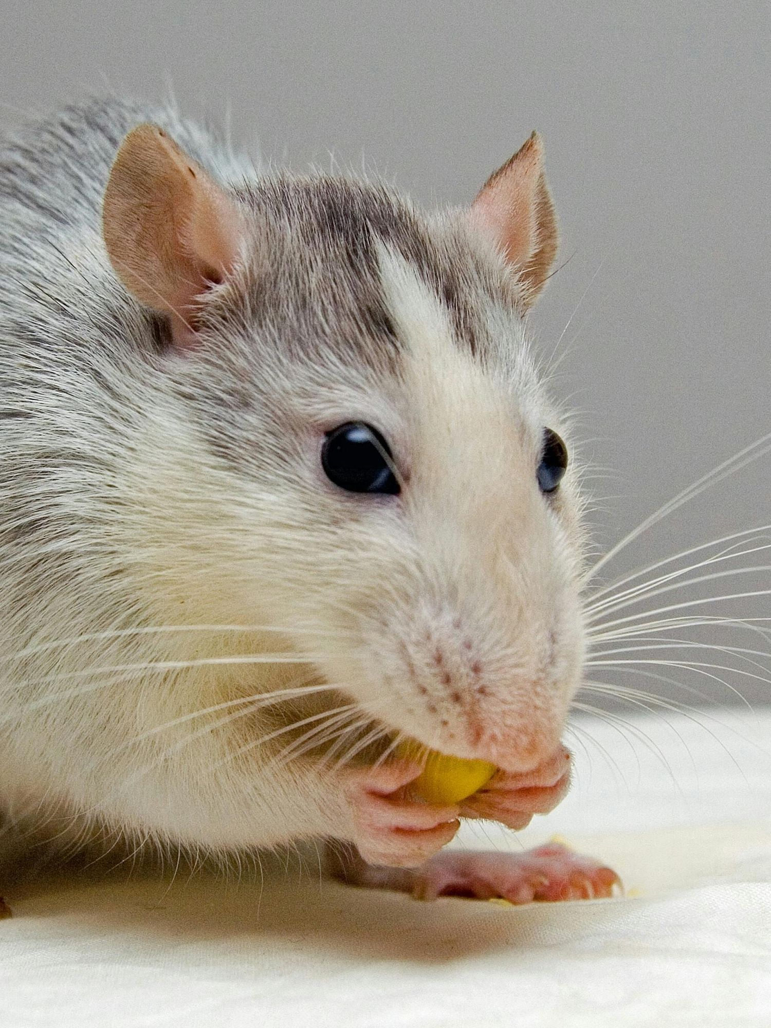 Mouse born to same-sex parents in major breakthrough - and the implications are huge