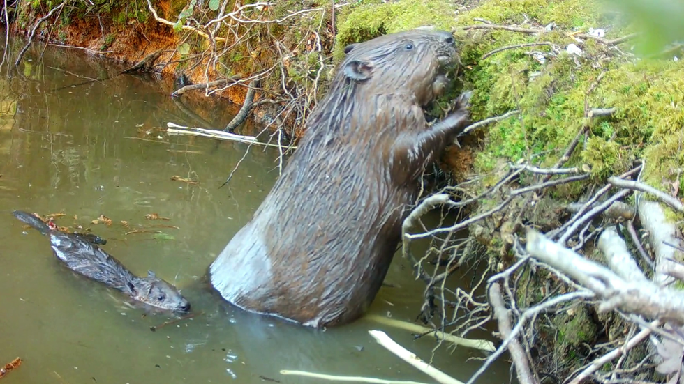 Mum and baby beaver at Ewhurst Park, Hampshire \u00a9 Ewhurst Park.