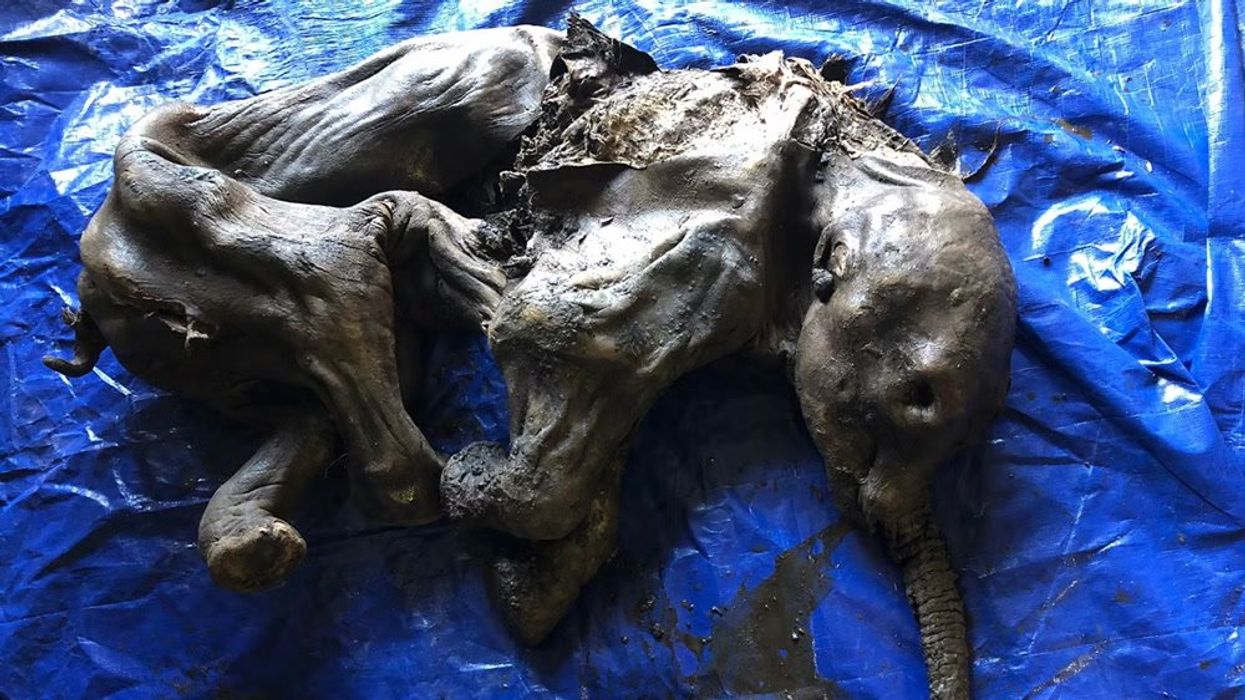 Mummified sabre-toothed 'kitten' found preserved in permafrost